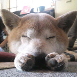 shiba-mochi