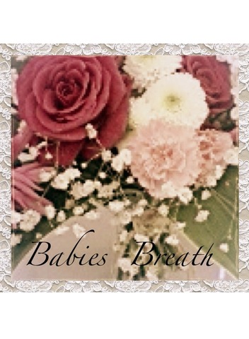 babiesbreath