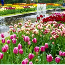 tulips