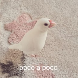 poco a  poco