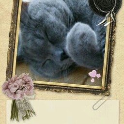 chacha