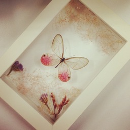 myosotis
