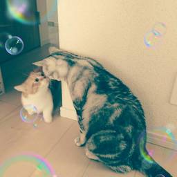 LOVECAT