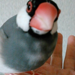 kinakobuncho