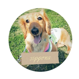 sipponaฅU´ᴥ`Uฅあかこ