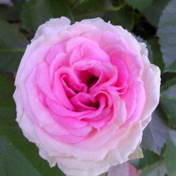 elegant-rose