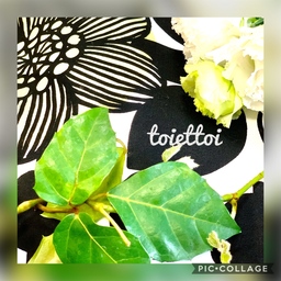 toiettoi