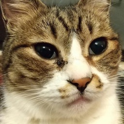  にょにょ
