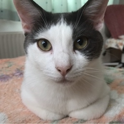 mamaruco