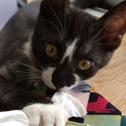 mine-fluffy