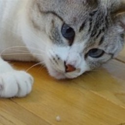 ノウラ
