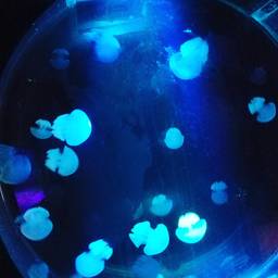blue trip