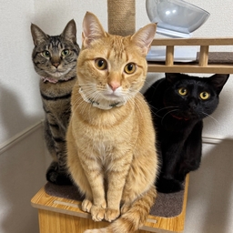 まひろのねこむすび