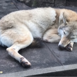  WOLF MAN