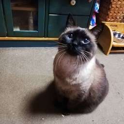 neko-to-issyo