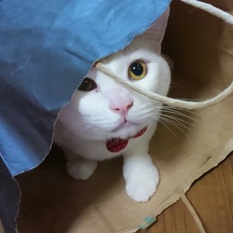 猫好きニャーゴ