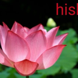 hishis