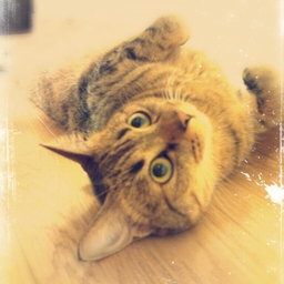 milligram