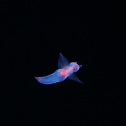 mana