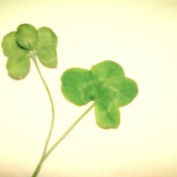 clover47