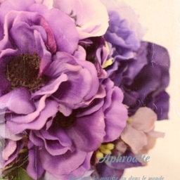 aNeMoNe