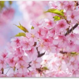 Grandma  sakura