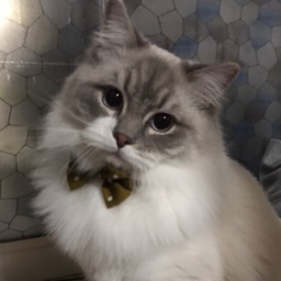 ぶーちゃん