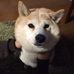 ひのえうま