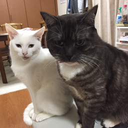 ゆきんこもも