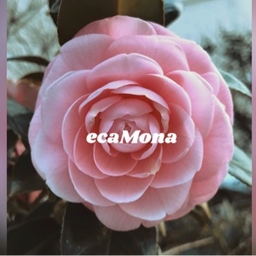ecaMona