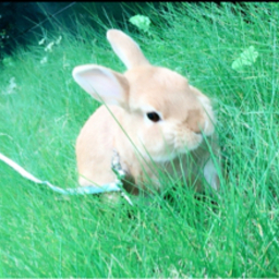 Rabbit 