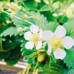 fraises