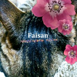 Faisan