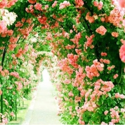 Mon Petit Jardin