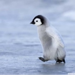 penguin-a