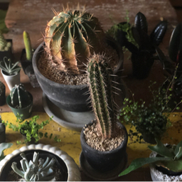 山のうえの植物店