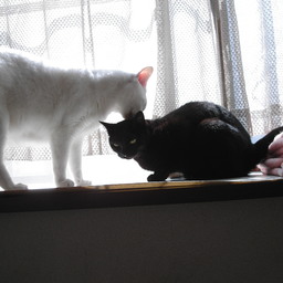 猫のひるね