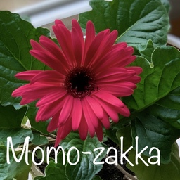 momo-zakka