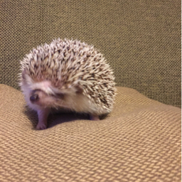 510ハリネズミ