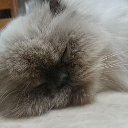LEO-libertē