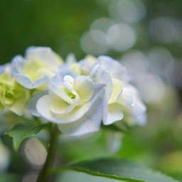 masako811