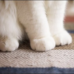 ねこのテ