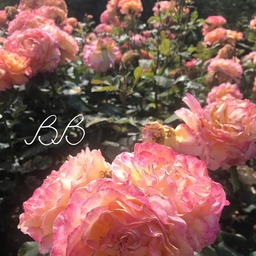 BB♡