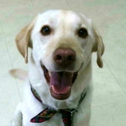 ws-happytail