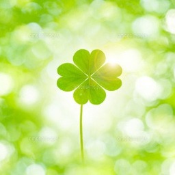 ＊clover＊