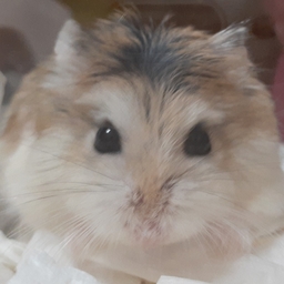 tontokoto