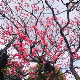 はるぼらけ