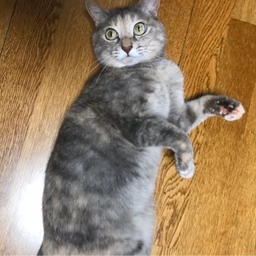 tomariya