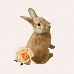 *usagi no usachan*