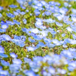 petite fleur  ⁑